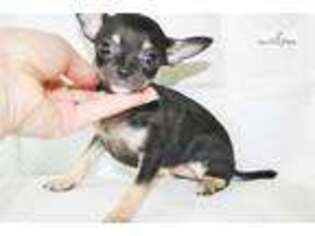 Chihuahua Puppy for sale in Sacramento, CA, USA
