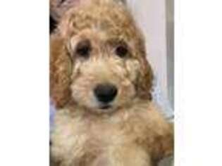 Goldendoodle Puppy for sale in Bristol, VA, USA