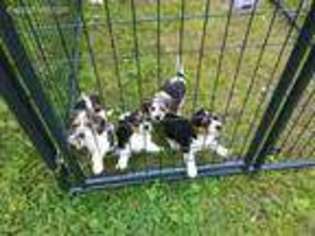 Beagle Puppy for sale in Antrim, NH, USA