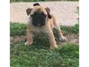 Miniature Bulldog Puppy for sale in Reading, PA, USA