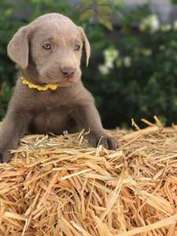 Labrador Retriever Puppy for sale in Overton, NV, USA