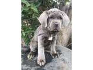 Neapolitan Mastiff Puppy for sale in Riverside, CA, USA