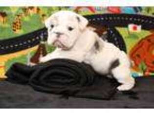 Bulldog Puppy for sale in Monument, CO, USA