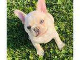 French Bulldog Puppy for sale in Blairsville, PA, USA