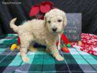Goldendoodle Puppy for sale in Waynesville, OH, USA