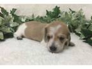 Dachshund Puppy for sale in Mc Rae, AR, USA