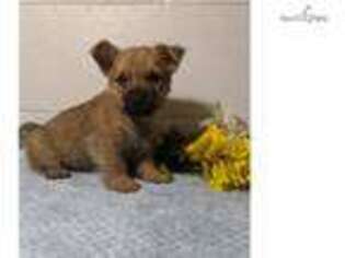 Cairn Terrier Puppy for sale in Canton, OH, USA