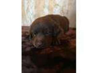 Labrador Retriever Puppy for sale in Townville, SC, USA