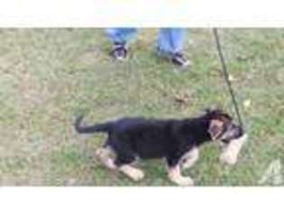 German Shepherd Dog Puppy for sale in GRANTVILLE, GA, USA