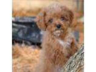 Cavapoo Puppy for sale in Union Bridge, MD, USA