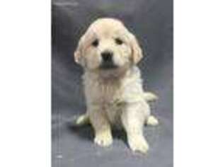 Golden Retriever Puppy for sale in Odessa, MO, USA