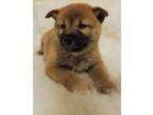 Shiba Inu Puppy for sale in Pinon Hills, CA, USA