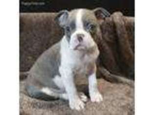 Boston Terrier Puppy for sale in Marietta, OK, USA