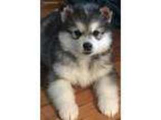 Alaskan Malamute Puppy for sale in Trivoli, IL, USA