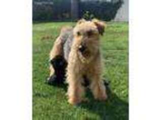 Welsh Terrier Puppy for sale in San Ysidro, CA, USA
