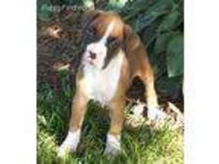 Boxer Puppy for sale in Lamar, MO, USA