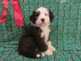 Mutt Puppy for sale in Grandview, WA, USA