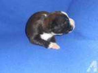 Boxer Puppy for sale in CHIMACUM, WA, USA