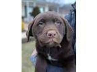 Labrador Retriever Puppy for sale in New Enterprise, PA, USA