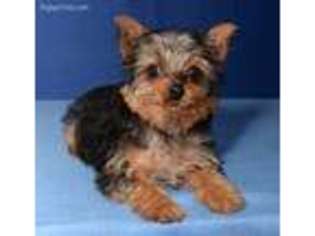 Yorkshire Terrier Puppy for sale in Donna, TX, USA