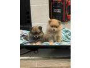 Pomeranian Puppy for sale in Irving, TX, USA