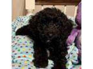 Schnoodle (Standard) Puppy for sale in Moreno Valley, CA, USA