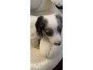 Dachshund Puppy for sale in Crossville, TN, USA
