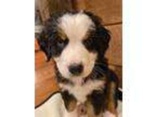 Bernese Mountain Dog Puppy for sale in LITCHFIELD, CT, USA