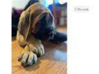 Mastiff Puppy for sale in Philadelphia, PA, USA