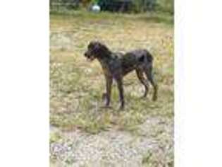 German Shorthaired Pointer Puppy for sale in Damascus, OH, USA