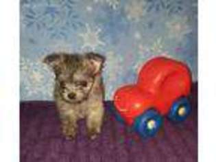 Mutt Puppy for sale in Independence, LA, USA