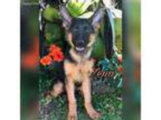 German Shepherd Dog Puppy for sale in Miami, FL, USA