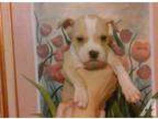 Staffordshire Bull Terrier Puppy for sale in LOCK HAVEN, PA, USA
