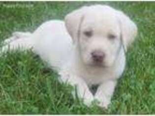 Labrador Retriever Puppy for sale in Bedford, IN, USA