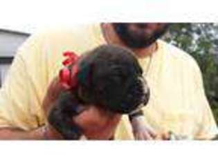 Boxer Puppy for sale in SEGUIN, TX, USA