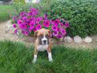 Boxer Puppy for sale in Millersburg, IN, USA