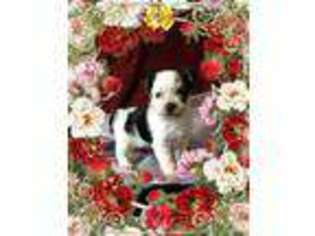Biewer Terrier Puppy for sale in Texarkana, AR, USA