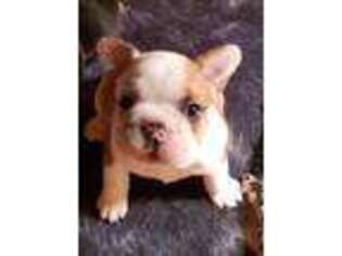 French Bulldog Puppy for sale in Richland Center, WI, USA