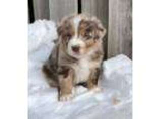 Australian Shepherd Puppy for sale in Searsboro, IA, USA