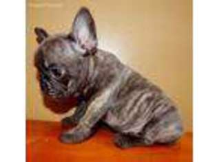 French Bulldog Puppy for sale in Glenarm, IL, USA