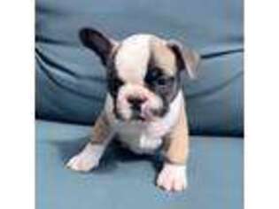 French Bulldog Puppy for sale in Magnolia, TX, USA