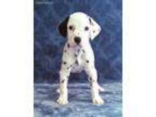 Dalmatian Puppy for sale in Palmetto, FL, USA