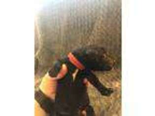 Labradoodle Puppy for sale in Salem, AL, USA