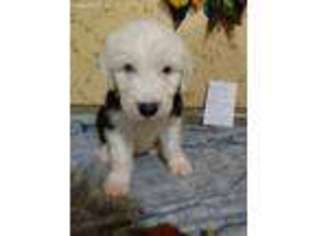 Old English Sheepdog Puppy for sale in Port Clinton, OH, USA