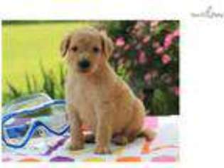 Goldendoodle Puppy for sale in Lexington, KY, USA