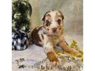 Australian Shepherd Puppy for sale in Homerville, GA, USA