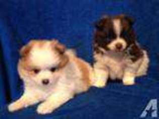 Pomeranian Puppy for sale in SUMMERTON, SC, USA