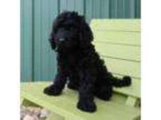 Goldendoodle Puppy for sale in Rock Valley, IA, USA