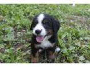 Bernese Mountain Dog Puppy for sale in Middleburg, VA, USA