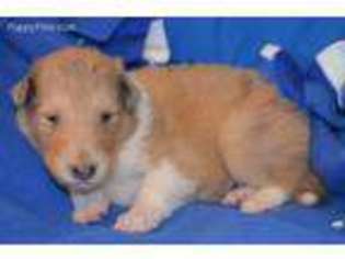 Medium Photo #1 Collie Puppy For Sale in Mattoon, IL, USA